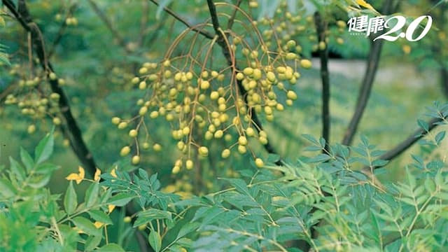 男子吃「苦楝葉」改善便祕險沒命！醫師：這４種植物小心中毒