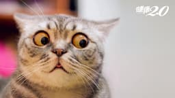 Search result thumbnail