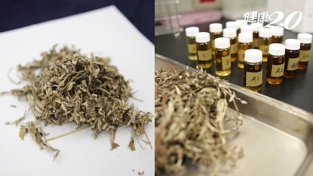巴金森氏症治療最新研究！「艾草萃取物」可保護腦神經細胞 減緩神經退化、老化