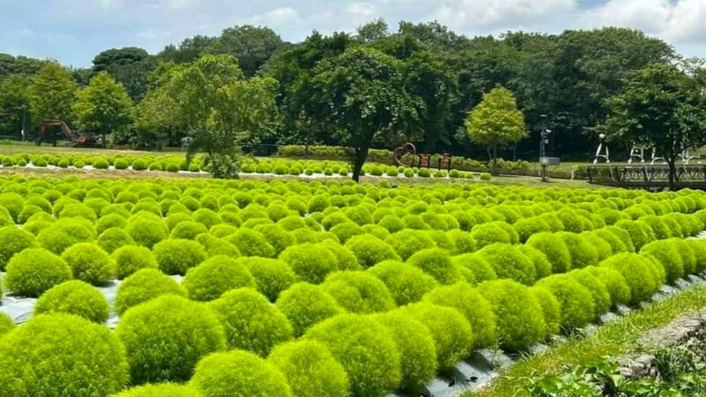 冬山河波波草