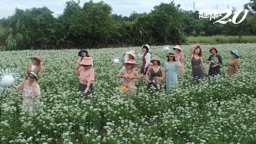 韭菜 花海 花田 韭菜花