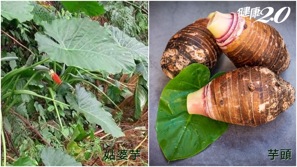 度假酒店吃炒飯中毒！「姑婆芋葉」擺盤 吃完嘴麻、喉嚨刺痛 4招分辨芋頭、姑婆芋/nutrition/342972