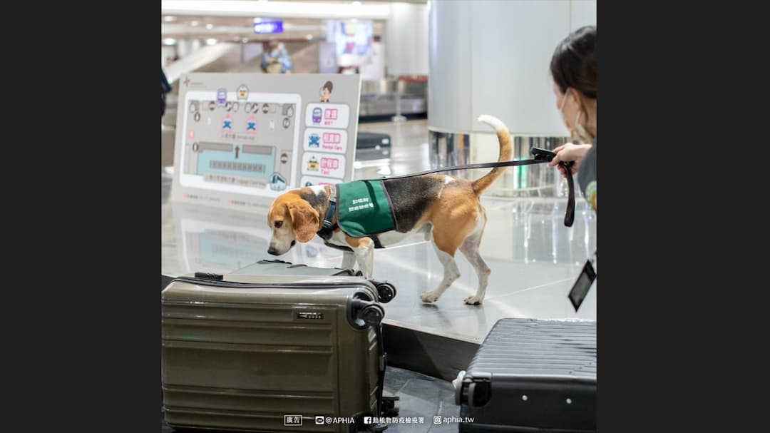 防疫犬