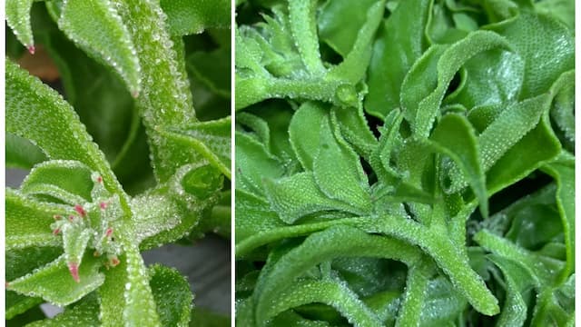 冰花哪裡買？冰花價格曝！改善掉髮、消水腫好處多 澎湖冰花內行人愛
