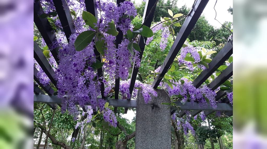 錫葉藤花廊大安森林公園