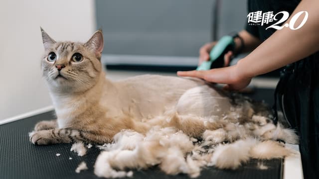 飼主必看的貓咪護理知識！專家揭露貓毛功用 與其剃毛不如這樣保養/life/346815