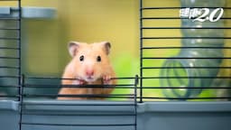 Search result thumbnail