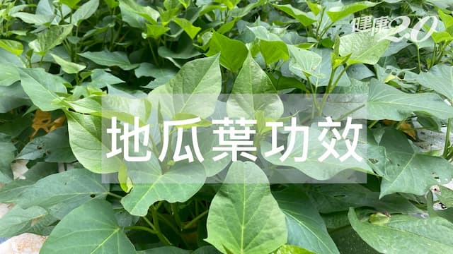 地瓜葉可以天天吃嗎？地瓜葉熱量和功效一次看/nutrition/346911