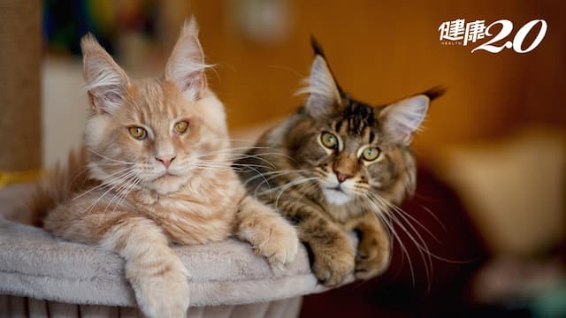 「這種貓」居然最長壽！科學家揭露影響貓咪壽命因素 給毛孩最好的照顧/life/347109