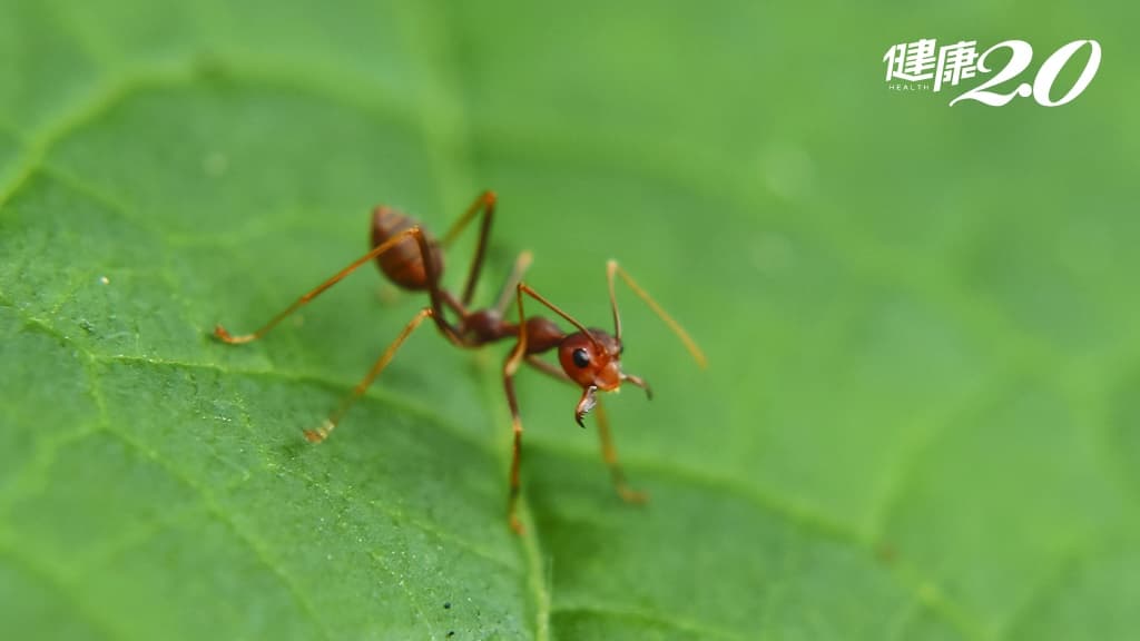 紅火蟻