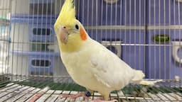 Search result thumbnail