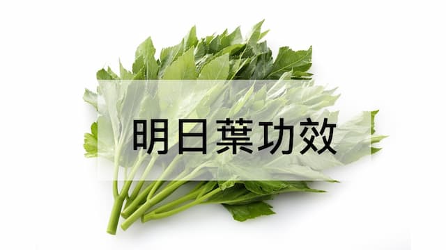 明日葉功效和禁忌？明日葉精力湯和怎麼吃一次看