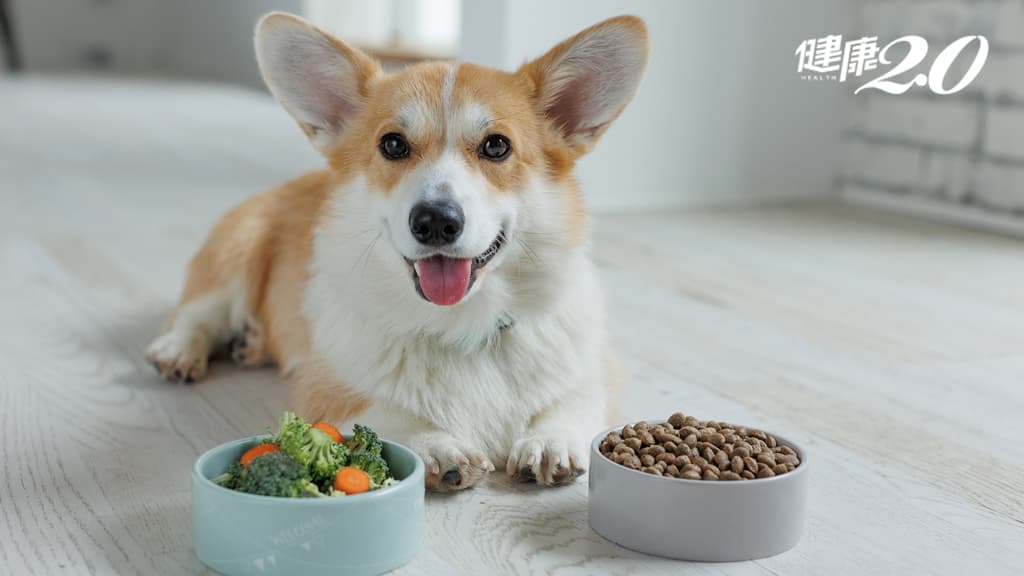 狗食