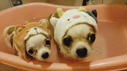 Search result thumbnail