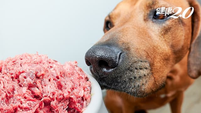 秋天吃什麼肉？這種肉對狗最好 2種肉適合全齡狗/life/350436