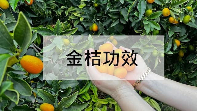 金桔功效有哪些？能化痰又有營養！金桔介紹與禁忌一次看/nutrition/350666