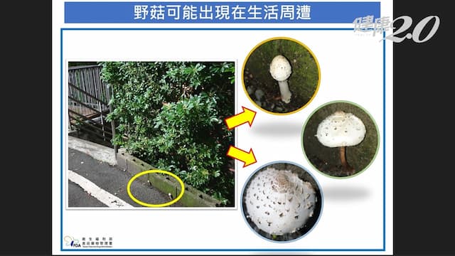 男採野菇吃下看到「魔神仔」 醫勸路邊野菇別亂採！兒童吃了恐致命
