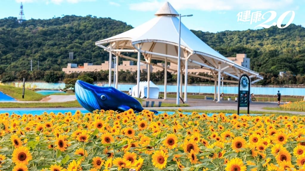 花海-賞花-旅遊-大佳河濱公園