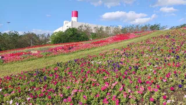 迷你版富良野花海！內湖復育園區海棠花田盛開 跨年賞花看煙火祕境/strong/351511