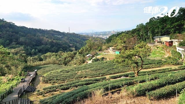 開啟新年新方式！台北祕境賞落羽松 貓空品茶101最佳煙火視野點公開/strong/351552
