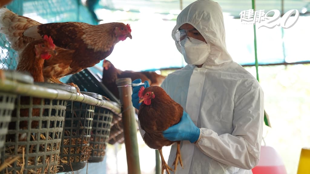 H5N1-禽流感-疫情-養雞場