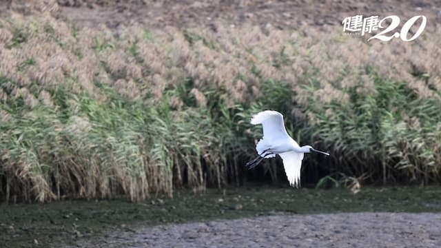 2025冬季限定！瀕危等級「黑面琵鷺」絕美現身 絕佳賞鳥景點在這邊/strong/352324