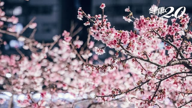 夢幻夜櫻登場！內湖樂活公園限時開放只到這天 錯過再等一年/strong/352636