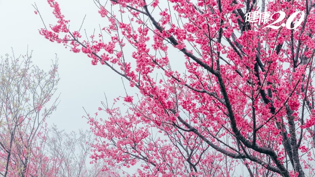 陽明山-櫻花-賞花-山櫻