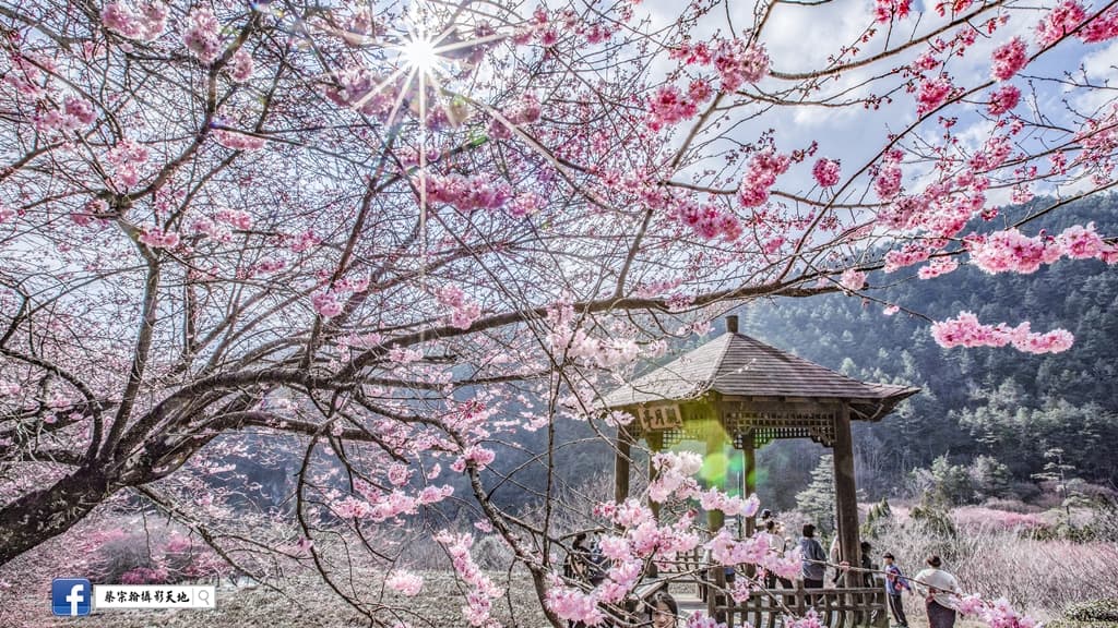 武陵-櫻花季