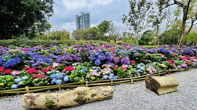 台北杜鵑花展開跑！大安森林公園一覽杜鵑花和繡球花 最佳花期曝/strong/353161