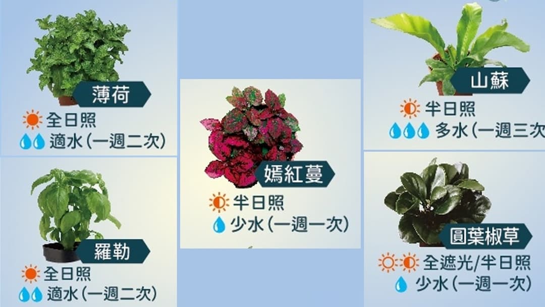 金錢草-香草-薄荷-羅勒-中油-樹苗-世界地球日