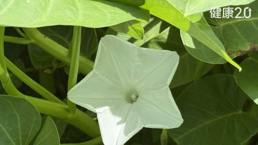 節氣-立夏-空心菜-苦瓜-近水岸-深呼吸-除濕-李咸陽-李南燕攝