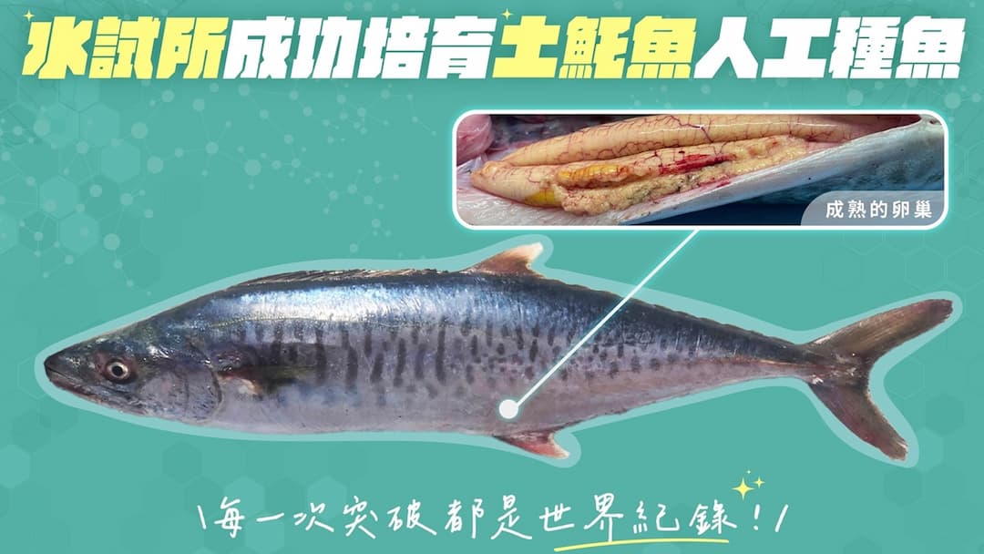土魠魚-人工養殖