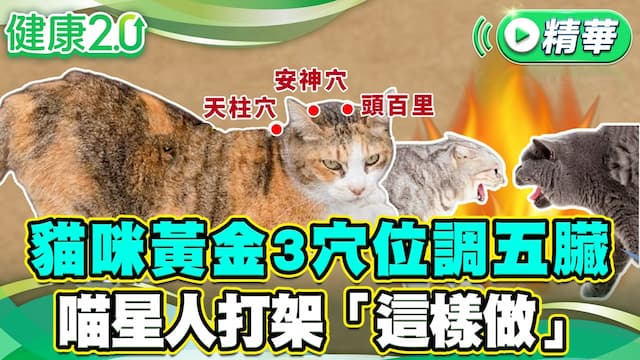 摸摸貓咪這些穴位！幫毛小孩安神、釋放壓力、提升免疫力/life/354944
