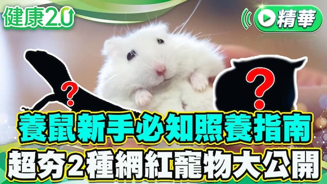 療癒系萌寵！超夯網紅寵物大公開 新手必知照養指南/review/355142