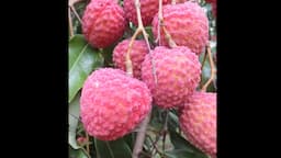 Search result thumbnail