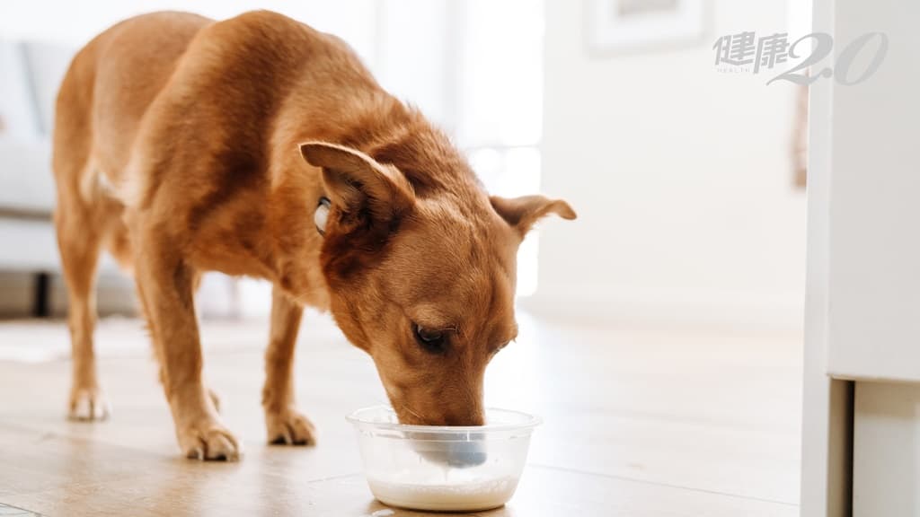 狗狗可以喝豆漿嗎？獸醫教你怎麼給毛孩喝豆漿最安全 喝太多易造成消化不良