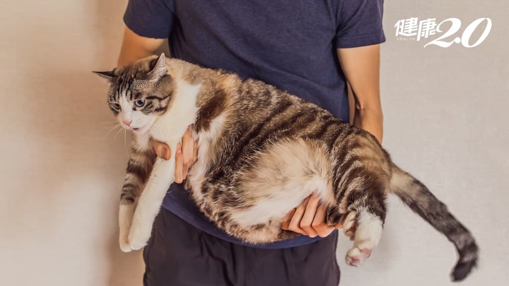 貓咪是毛澎還是真胖？獸醫教你3標準判斷 這樣「摸」也能發現體重問題