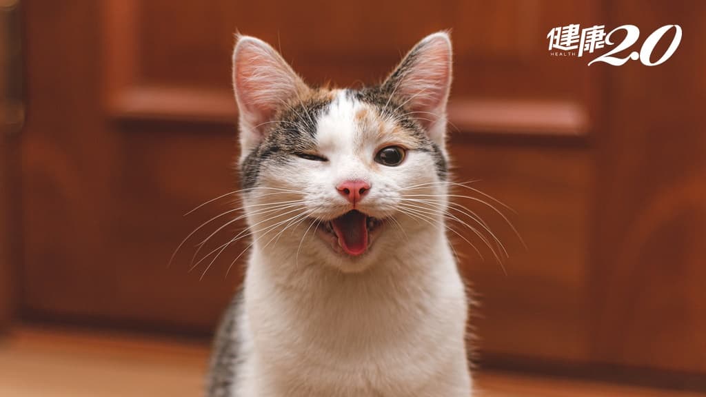 貓咪情緒超豐富！研究發現：貓咪竟有276種表情 未來可透過App直接解讀