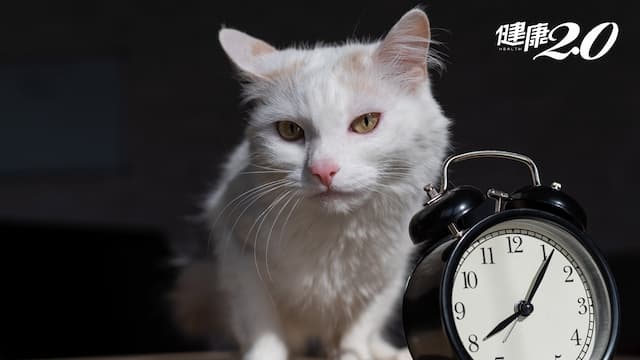 放飯時間到貓咪就一直叫？獸醫揭露貓的超強「生理時鐘」時間感準到驚奇/life/343843
