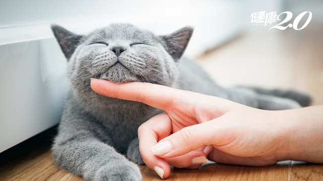 貓咪「呼嚕聲」竟能提高睡眠品質 還能穩定心率！科學家揭開呼嚕聲的祕密/life/344161