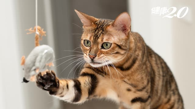 研究揭示：貓咪最愛「3種」玩具種類 飼主也能跟貓咪玩「你丟我撿」？/life/344903