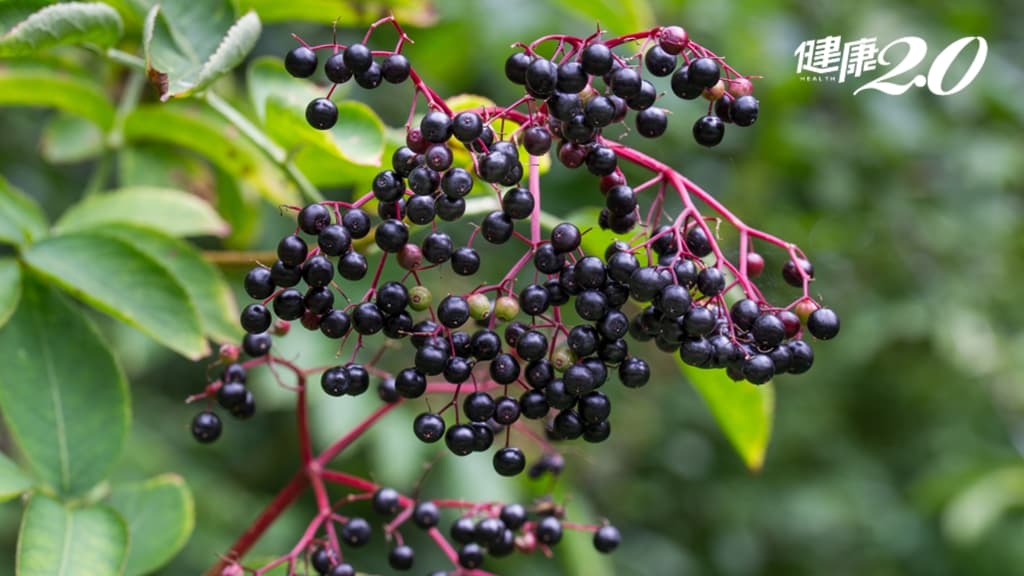接骨木莓功效有哪些？接骨木莓是什麼？植化素抗菌、抗病毒、降血糖
